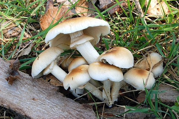 Agrocybe aegerita