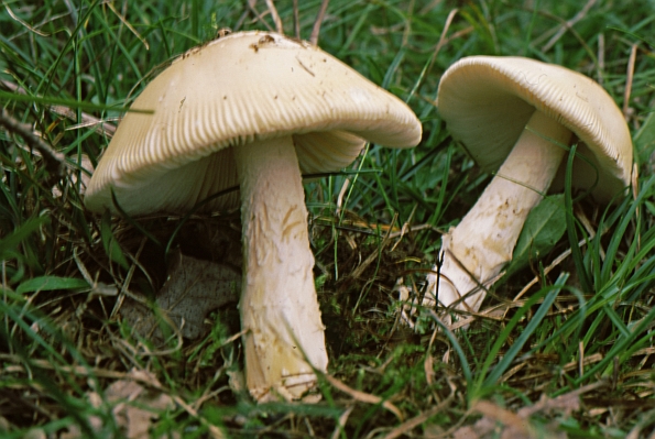 Amanita lividopallescens