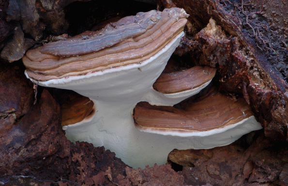 Ganoderma adspersum, posuta sjajnica