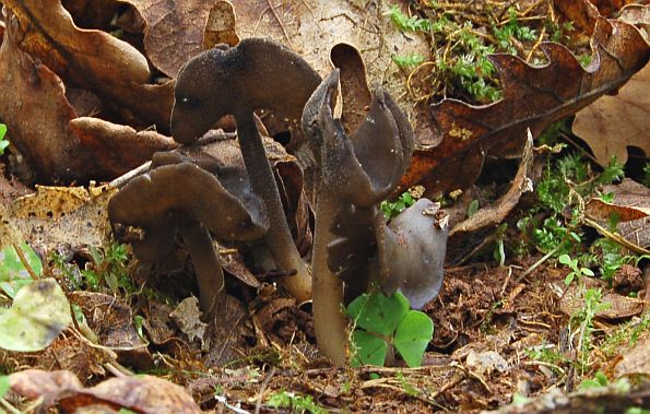 Helvella ephippium, sedlasti hrčak