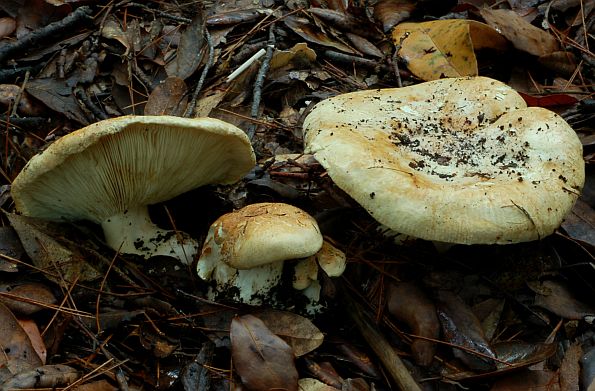 Leucopaxillus macrocephalus, glavata debeljača, glavata podvijenka