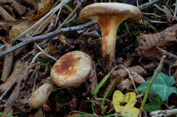 Paxillus filamentosus, tankonoga uvijača