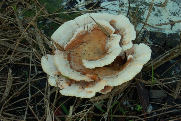Abortiporus biennis
