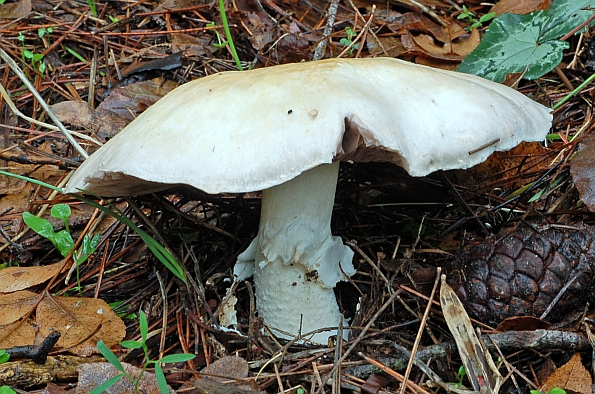 Agaricus aestivalis