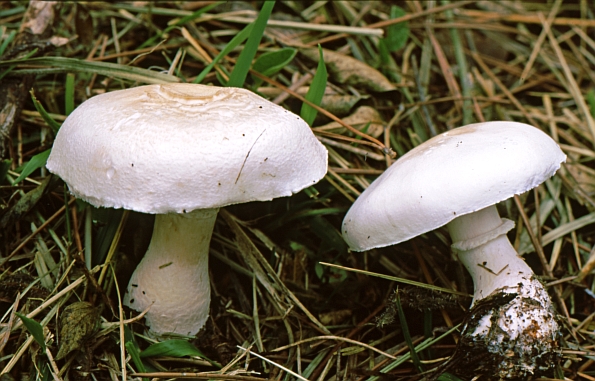 Agaricus amanitaeformis
