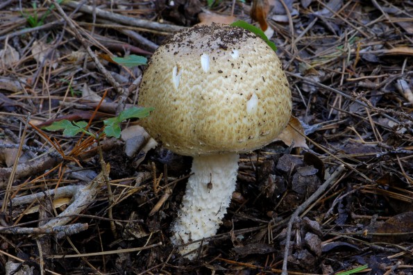 Agaricus augustus