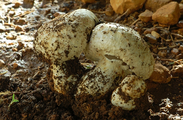 Agaricus amanitaeformis