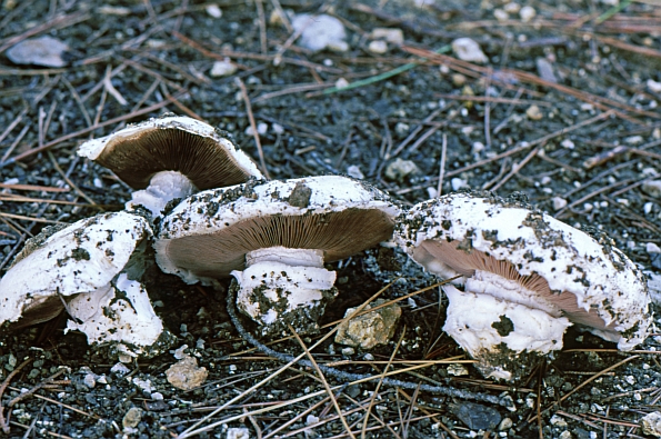 Agaricus bitorquis