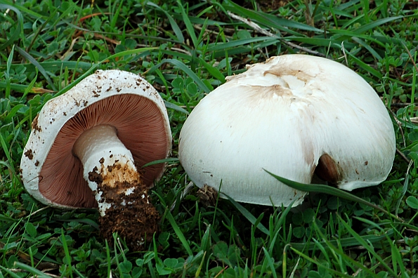 Agaricus campestris