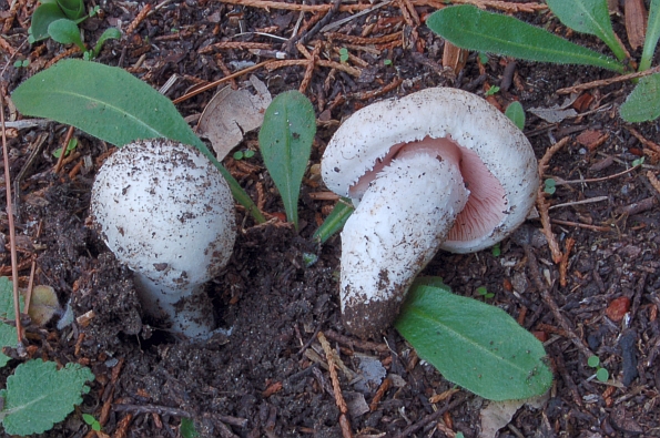 Agaricus devoniensis