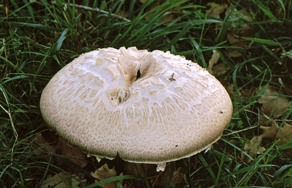 Agaricus fissuratus