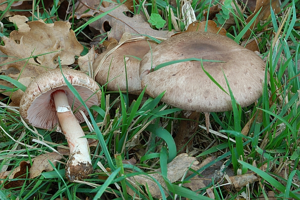 Agaricus fuscofibrillosus