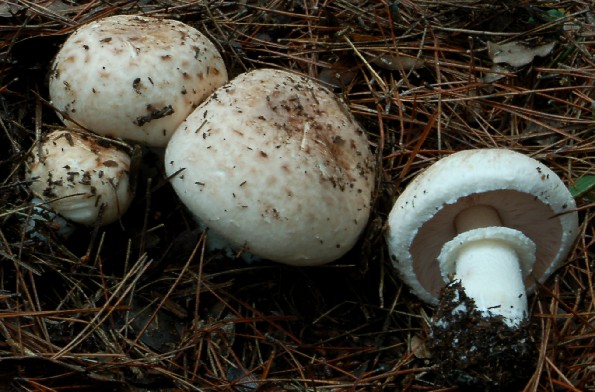 Agaricus impudicus