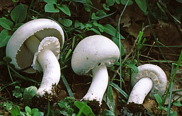 Agaricus nivescens