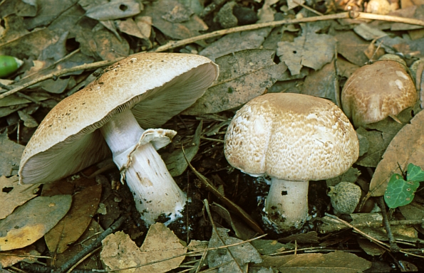 Agaricus phaeolepidotus