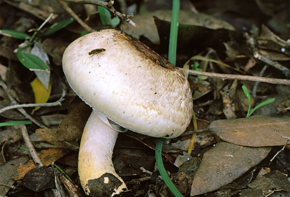 Agaricus porphyrhizon