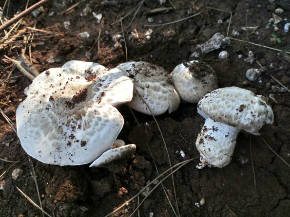 Agaricus romagnesii