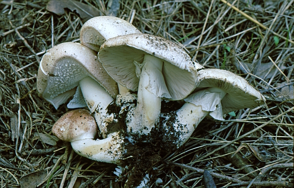 Agaricus romagnesii