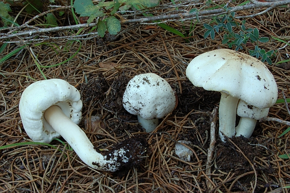 Agaricus xanthoderma