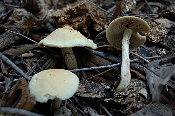 Agrocybe dura