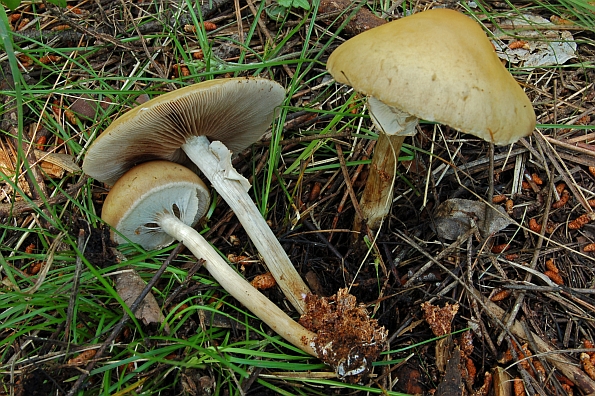 Agrocybe praecox