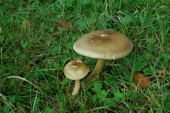 Amanita battarrae