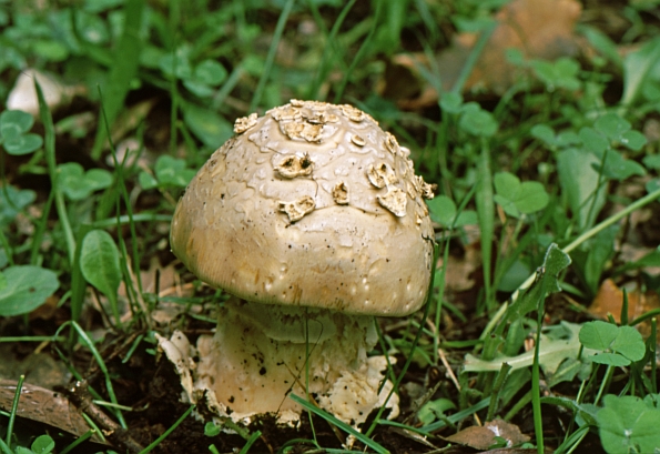 Amanita ceciliae