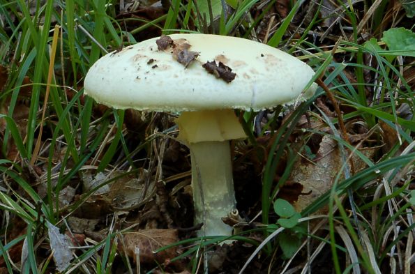 Amanita citrina