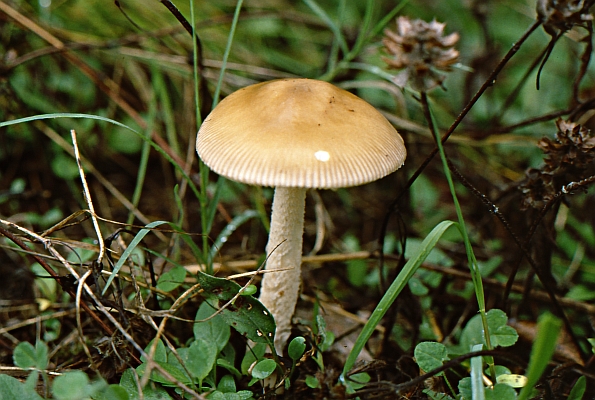 Amanita crocea