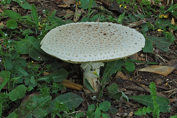 Amanita echinocephala