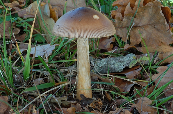 Amanita fulva