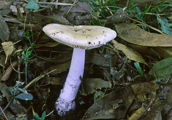 Amanita gemmata