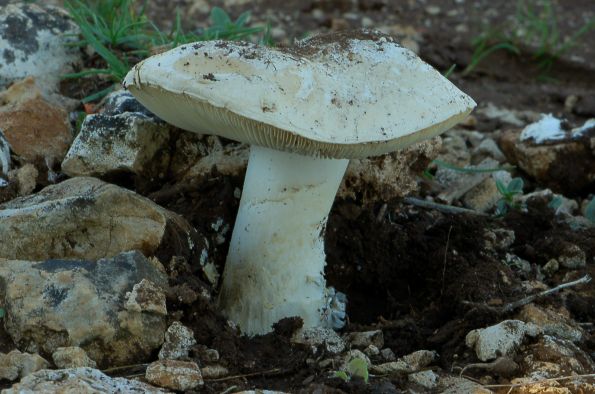 Amanita gemmata f. amici