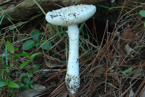 Amanita gracilior