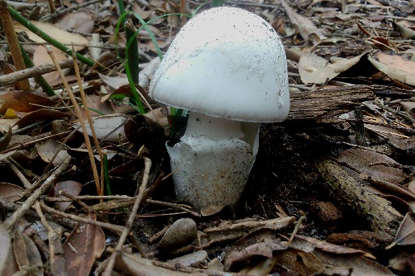 Amanita lactea