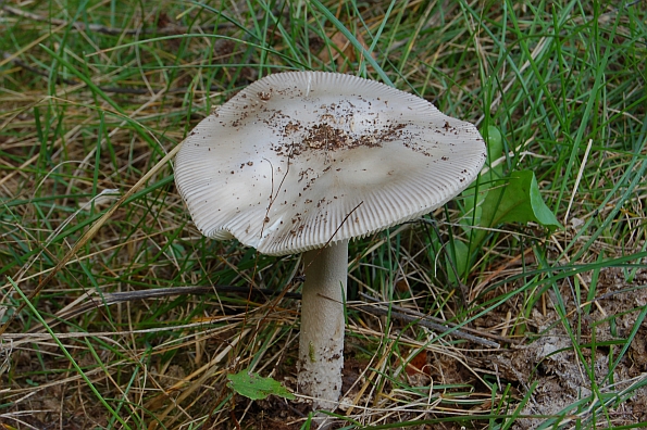 Amanita mairei