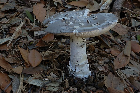 Amanita malleata, bradavičasta preslica