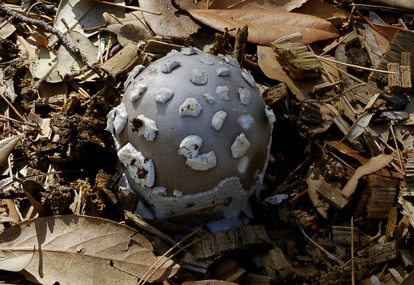 Amanita malleata