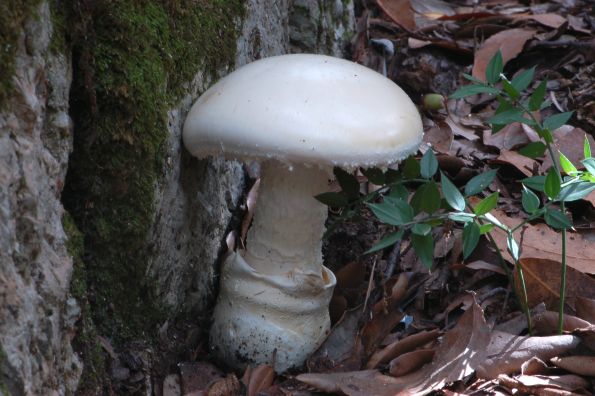 Amanita ovoidea