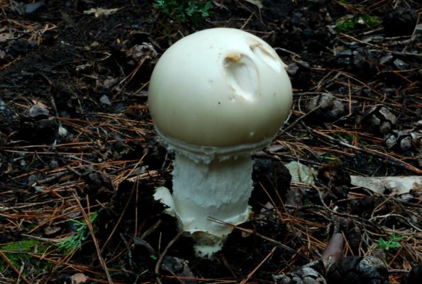 Amanita ovoidea