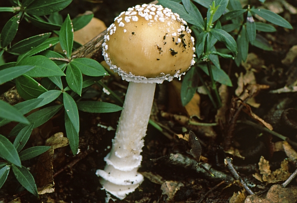 Amanita pantherina