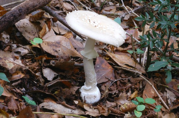 Amanita pantherina fo albida