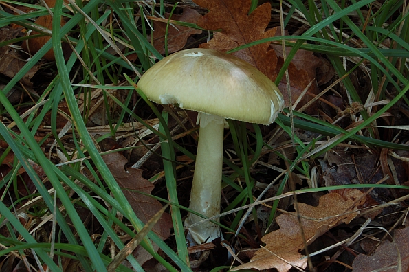 Amanita phalloides