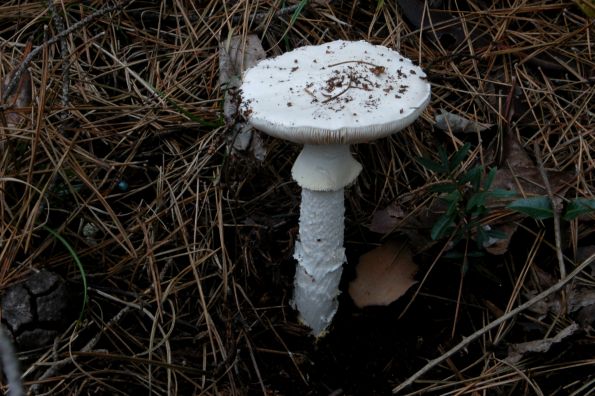 Amanita proxima