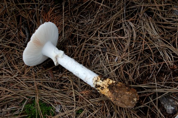 Amanita proxima