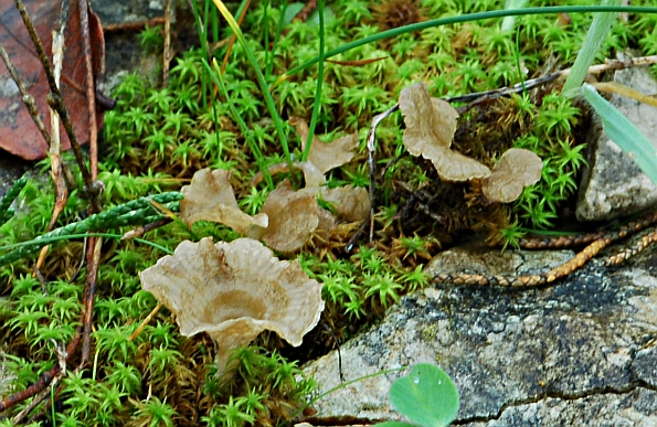 Arrhenia spathulata