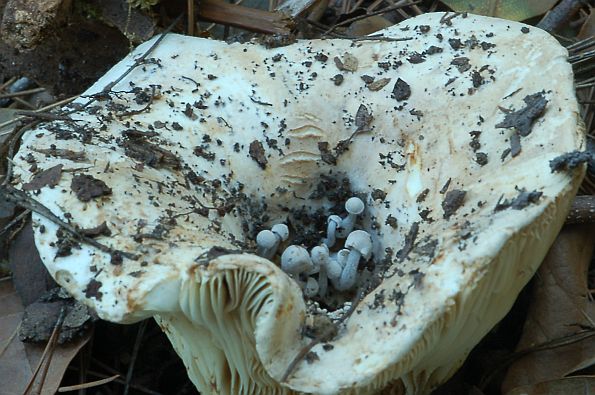 Asterophora parasitica, nametnička dvotrusnica