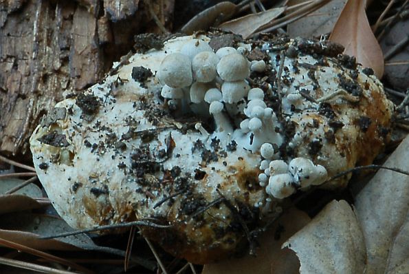 Asterophora parasitica