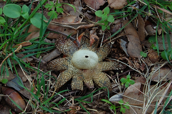 Astraeus hygrometricus