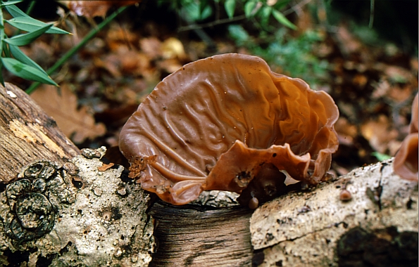 Auricularia auricula-judae